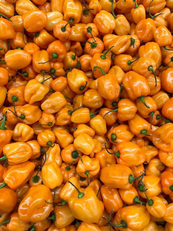 Vibrant pile of fresh orange habanero peppers, capturing their spicy and healthy appeal.