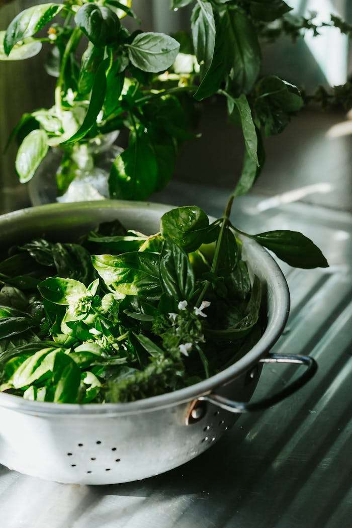 A colander filled with fresh basil leaves lit by natural sunlight, perfect for culinary use.